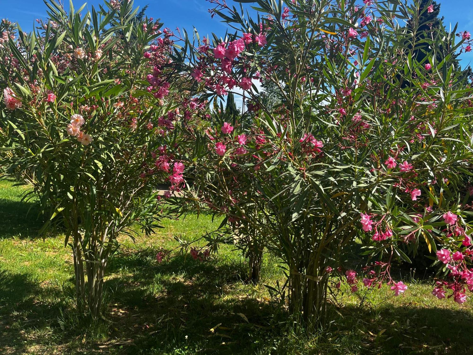 Maison Provencale Au Calme De La Campagne Avec Jacuzzi Αιξ-αν-Προβάνς Εξωτερικό φωτογραφία